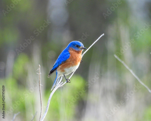 Eastern Bluebird - Sialia sialis - North American Migratoy Songbird 