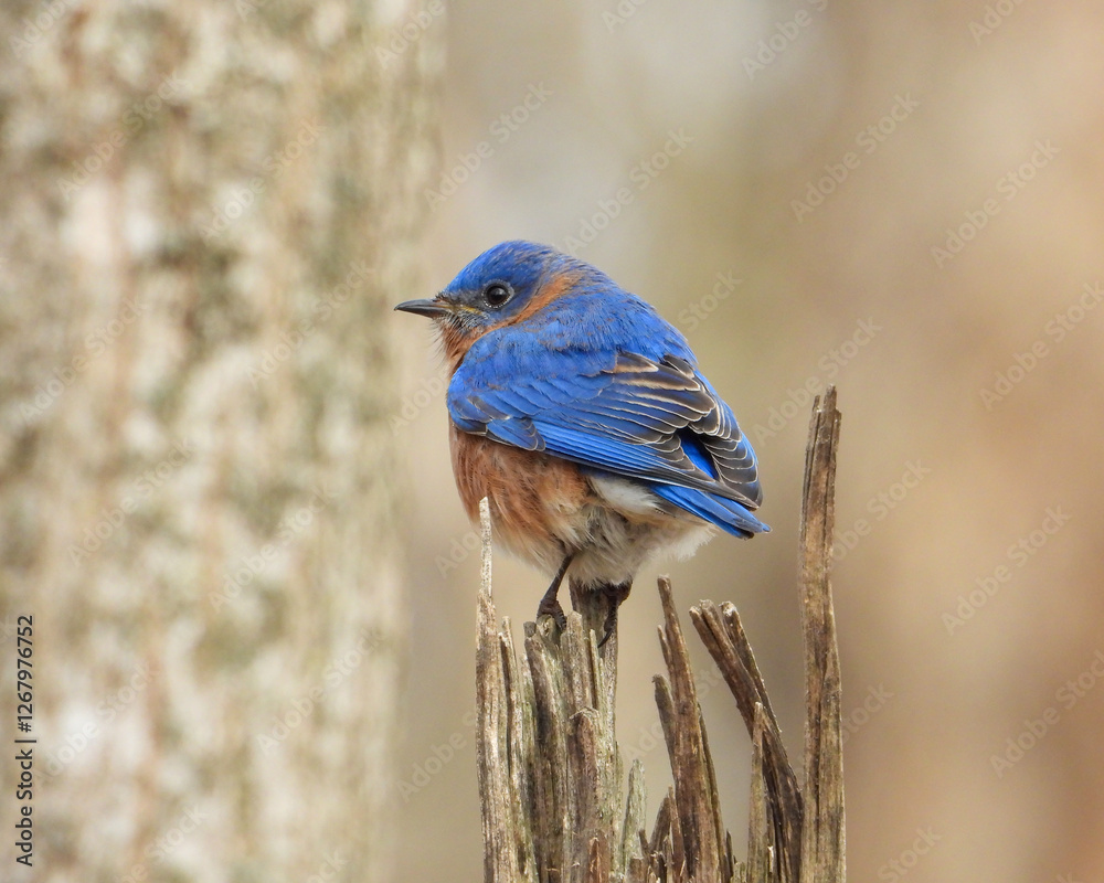 Eastern Bluebird - Sialia sialis - North American Migratoy Songbird Eastern Bluebird - Sialia sialis - North American Migratoy Songbird
