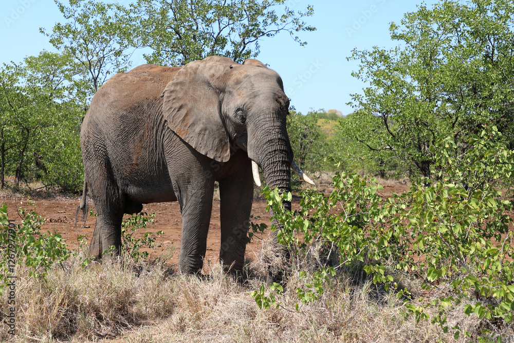 Fototapeta premium Afrikanischer Elefant / African elephant / Loxodonta africana