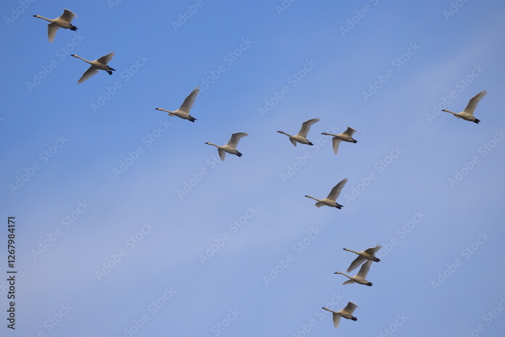 Canadian snow geese on migration, flying together in formation. Canadian snow geese on migration, flying together in formation.