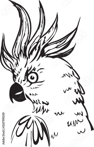 cockatoo vector illustration