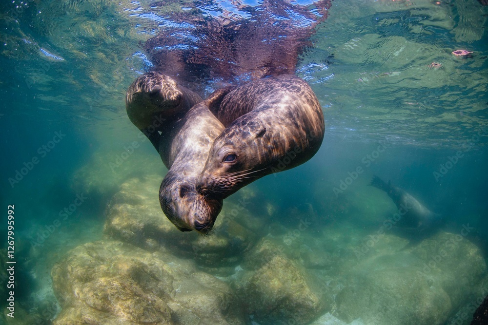 Fototapeta premium Two beautiful and playful sea lions perform a dance in the ocean.