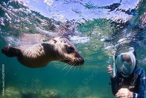 Face to face with a sea lion in the ocean. photo