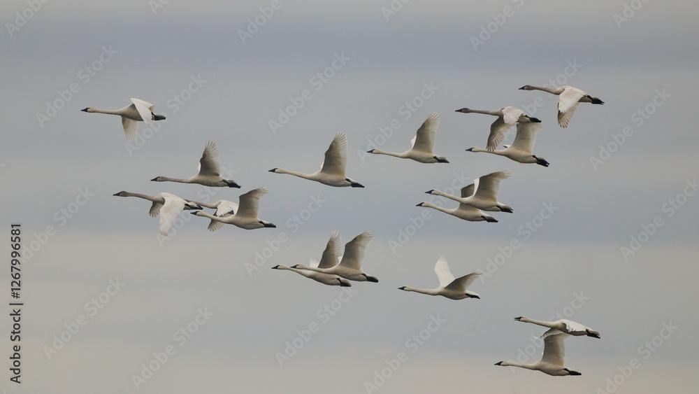 Obraz premium Canadian snow geese on migration, flying together in formation. 
