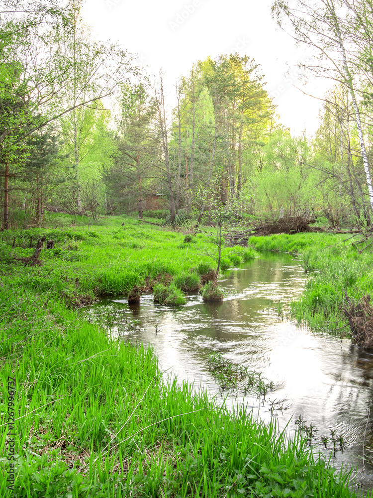 Fototapeta premium River runs through a lush green forest