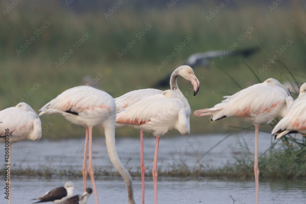 This breathtaking image captures a flamingo in its natural habitat at Bhigwan, Maharashtra, a renowned birdwatching destination. With its elegant long legs, curved neck, and striking pink feathers, th This breathtaking image captures a flamingo in its natural habitat at Bhigwan, Maharashtra, a renowned birdwatching destination. With its elegant long legs, curved neck, and striking pink feathers, th