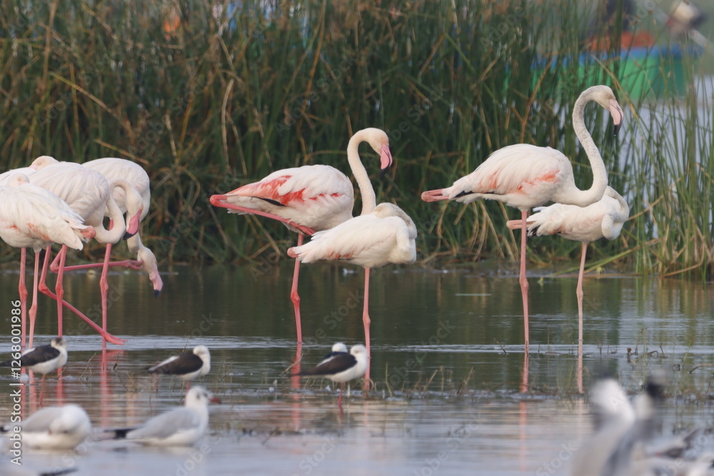 This breathtaking image captures a flamingo in its natural habitat at Bhigwan, Maharashtra, a renowned birdwatching destination. With its elegant long legs, curved neck, and striking pink feathers, th This breathtaking image captures a flamingo in its natural habitat at Bhigwan, Maharashtra, a renowned birdwatching destination. With its elegant long legs, curved neck, and striking pink feathers, th