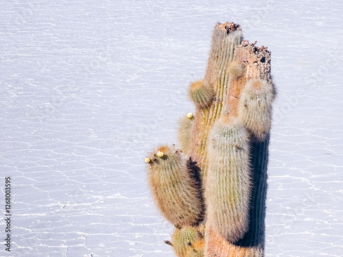 Cactus in Salar de Uyuni, Bolivia