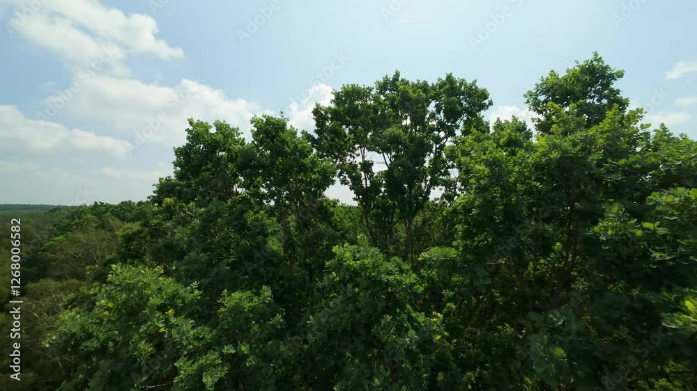 Aerial peek through oak foliage to rural landscape. Aerial peek through oak foliage to rural landscape.