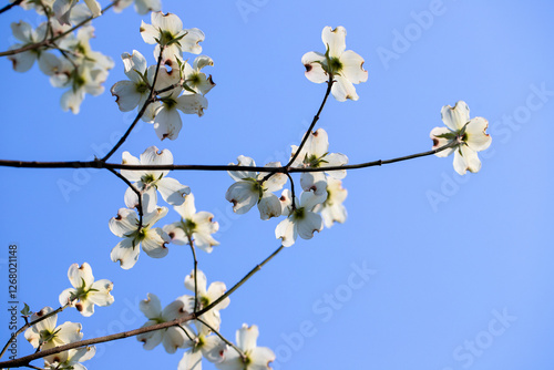 dogwood tree blossoms in spring southern Maryland white blue sky closeup photo