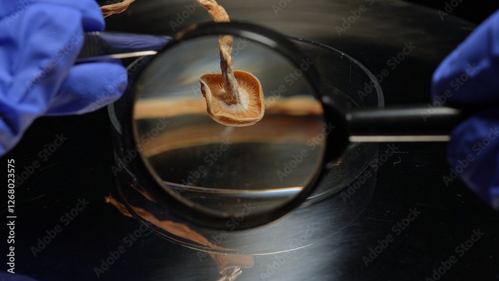 Scientist examination magic mushrooms with magnifying glass for health therapy research. Laboratory set, psilocybin mushroom microdosing discovery and development. Mental health clinic trial treatment Scientist examination magic mushrooms with magnifying glass for health therapy research. Laboratory set, psilocybin mushroom microdosing discovery and development. Mental health clinic trial treatment