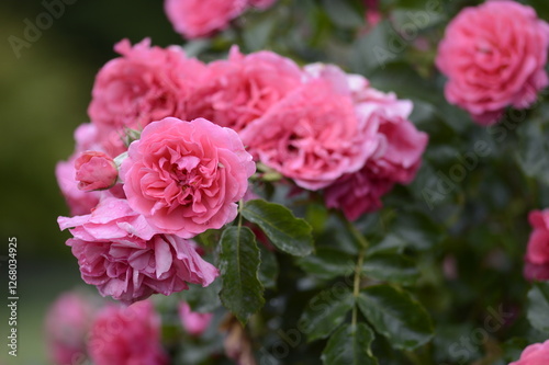 Closeup Rosa Heidetraum Noack 1988 with blurred backgroubd in summer garden