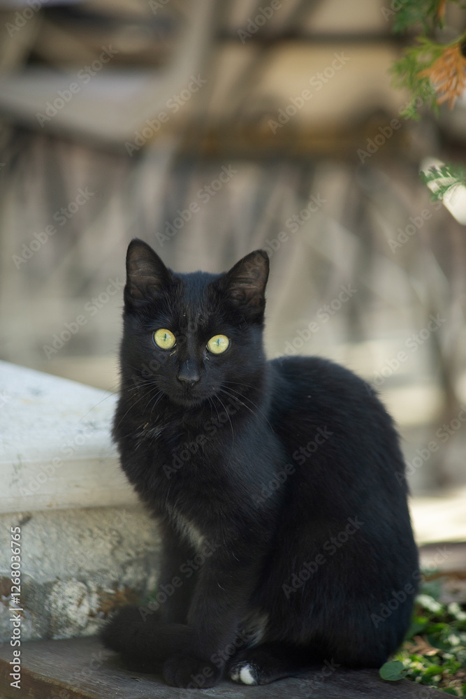 Black kitten with yellow eyes in the city of Kotor Montenegro. High quality photo Black kitten with yellow eyes in the city of Kotor Montenegro. High quality photo