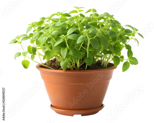 Wallpaper Mural fresh basil in a pot Torontodigital.ca