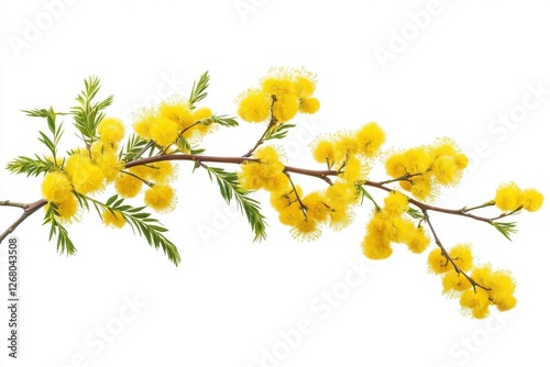 Mimosa spring flowers in transparent stock. Acacia with yellow fluffy balls and foliage. Silver wattle as a decorative plant