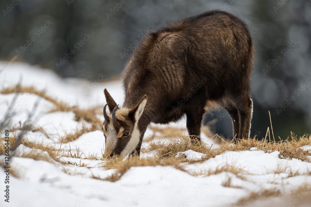 Gams auf der Futtersuche am Berghang Gams auf der Futtersuche am Berghang