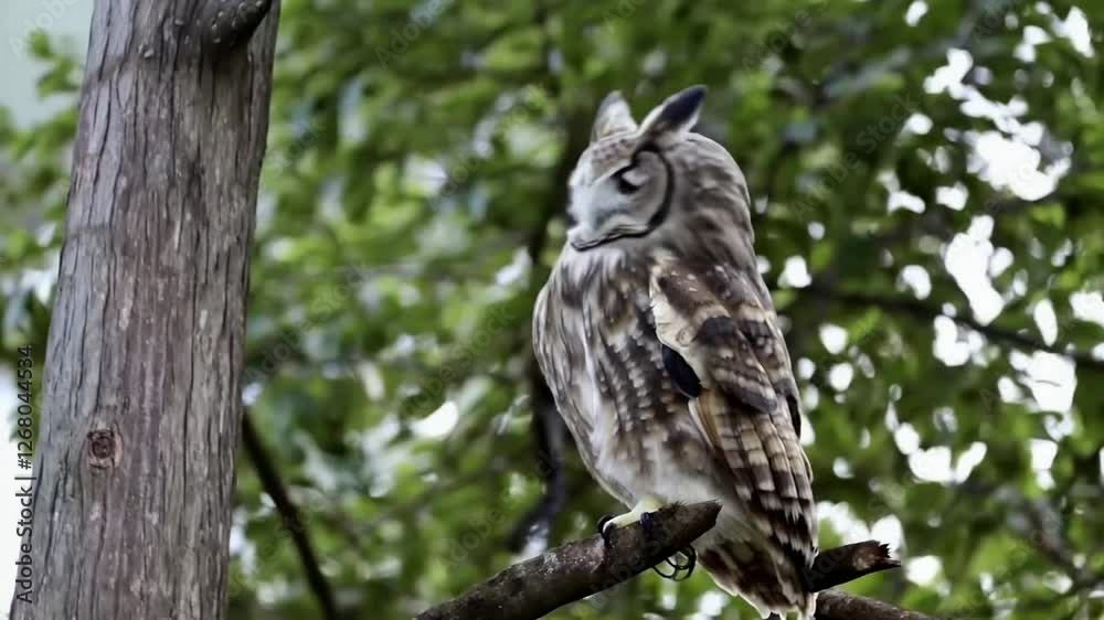 Majestic Long-eared Owl in its natural habitat, perched serenely on a tree branch amidst lush green foliage. Majestic Long-eared Owl in its natural habitat, perched serenely on a tree branch amidst lush green foliage.
