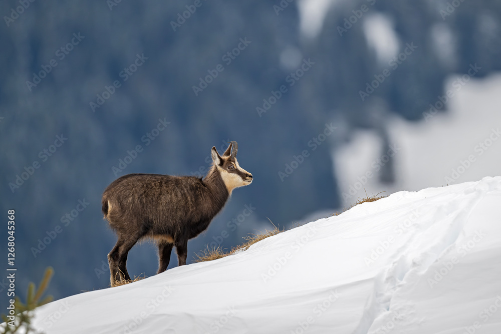 Gams auf der Futtersuche am Berghang Gams auf der Futtersuche am Berghang