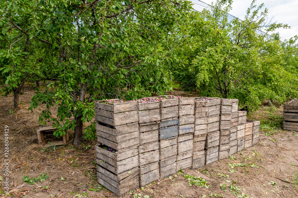 Crates of freshly harvested D´agen plums. Plum plants in the background.Boxes of freshly harvested D'agen plums. Crates of freshly harvested D´agen plums. Plum plants in the background.Boxes of freshly harvested D'agen plums.