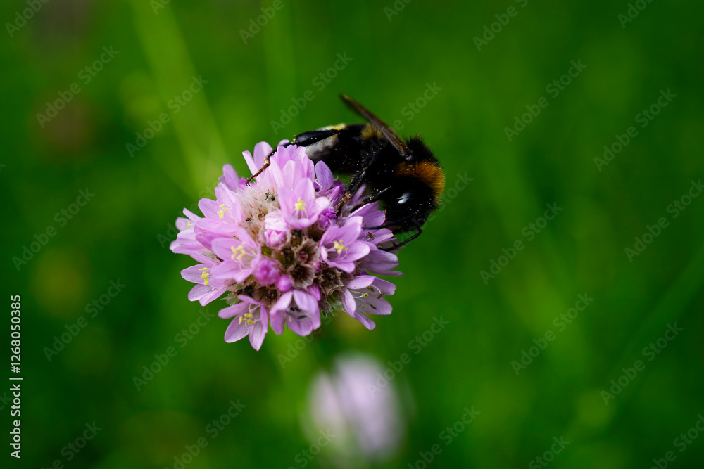 close-up of a bumblebee on carnation flower (Armeria maritima) close-up of a bumblebee on carnation flower (Armeria maritima)