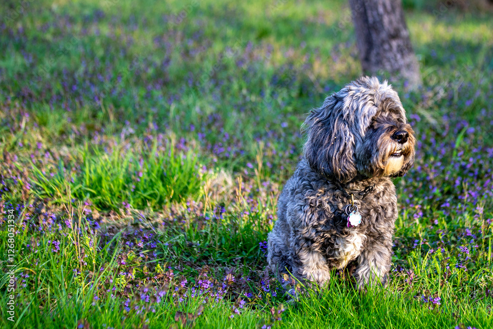 Fototapeta premium gray cockapoo in spring purple wildflowers and fresh green grass