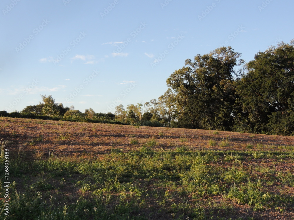 Field where crops are planted - Jandaia do Sul - Paraná - Brazil Field where crops are planted - Jandaia do Sul - Paraná - Brazil