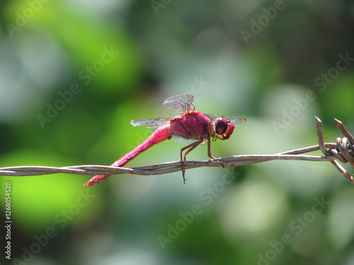 A beautiful Orthemis discolor dragonfly sitting on a fence in the middle of a forest photo