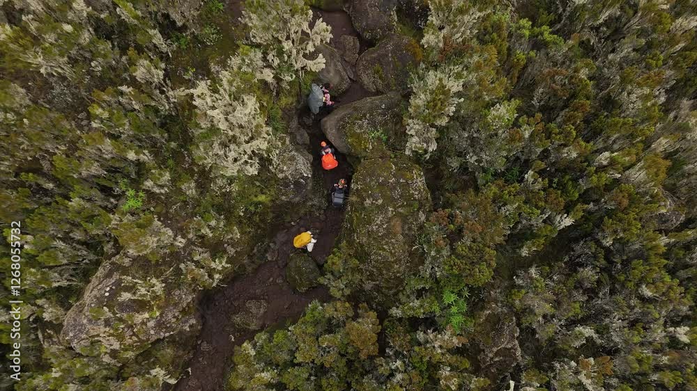 Trekkers navigating narrow forest paths on Mount Kilimanjaro