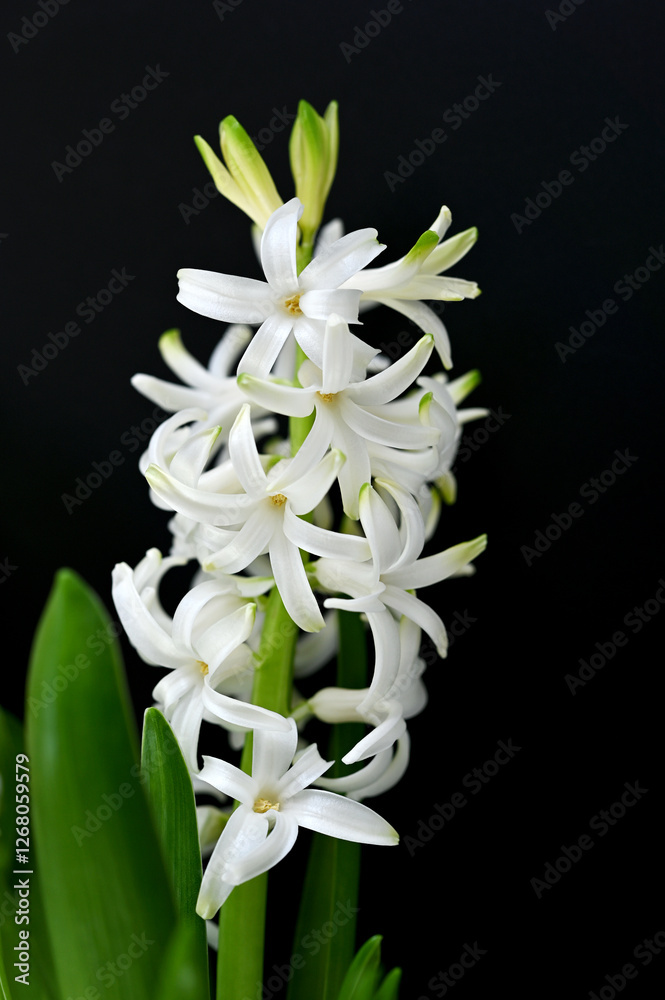 blooming white hyacinths on a black background close-up blooming white hyacinths on a black background close-up