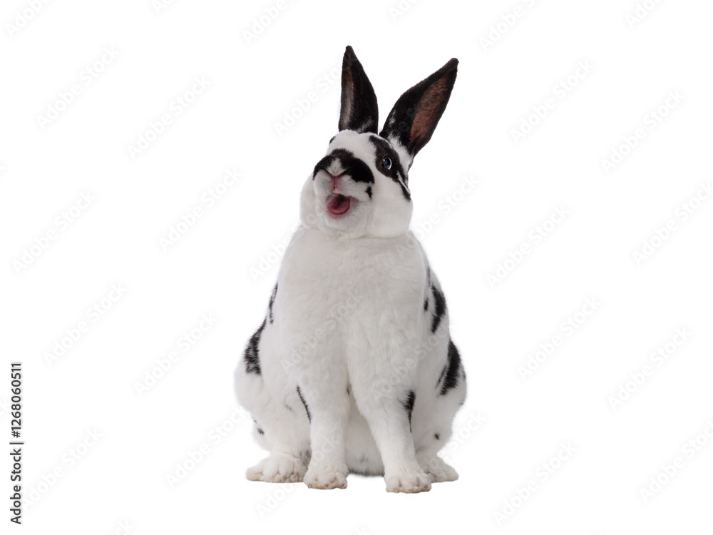 smiling and happy easter bunny isolated on white background smiling and happy easter bunny isolated on white background