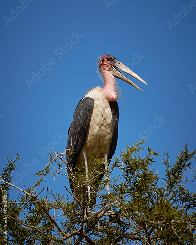 marabou stork on a tree