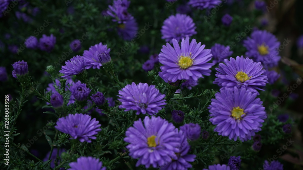 Fototapeta premium Flores violetas en un arbusto, flores aster