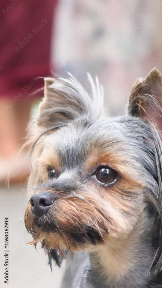 A cute portrait of a Yorkshire Terrier with charming eyes, showcasing its friendly nature A cute portrait of a Yorkshire Terrier with charming eyes, showcasing its friendly nature