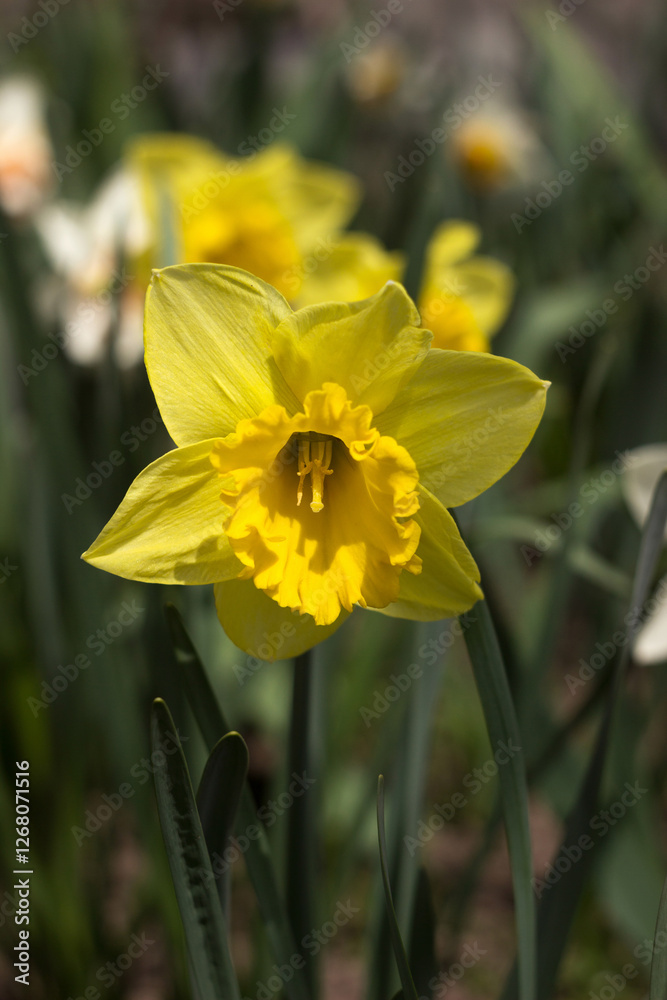 Yellow daffodils grow and bloom in the garden in spring, background Yellow daffodils grow and bloom in the garden in spring, background