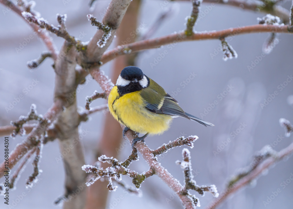 Naklejka premium Frozen titmouse sits on a frost-covered branch on a frosty winter morning