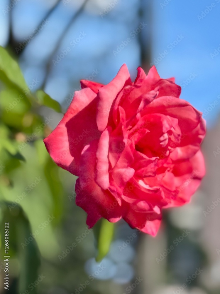 Fototapeta premium Rosa