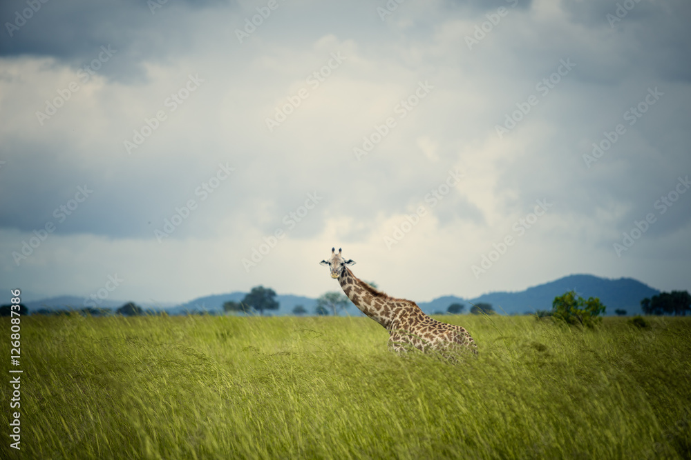 Naklejka premium giraffe in the savannah