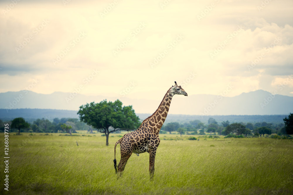 Obraz premium giraffe in the savannah