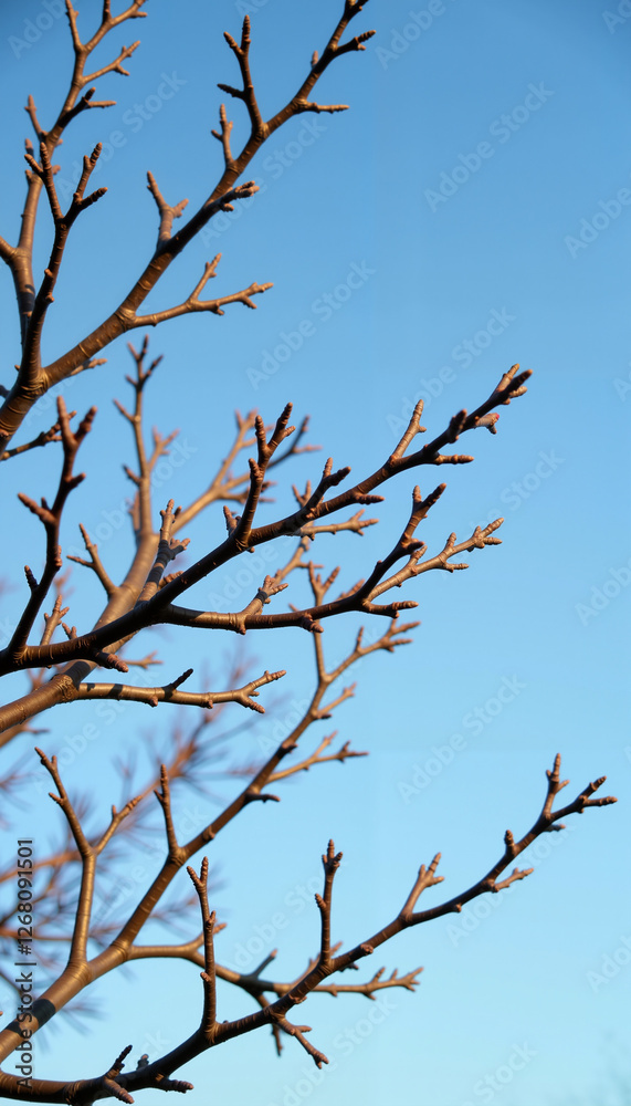 Bare tree branches against a clear blue sky in winter Bare tree branches against a clear blue sky in winter