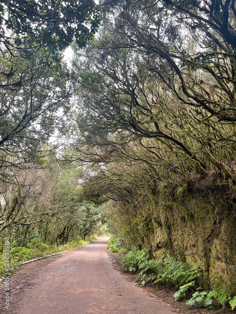 Forest Forest