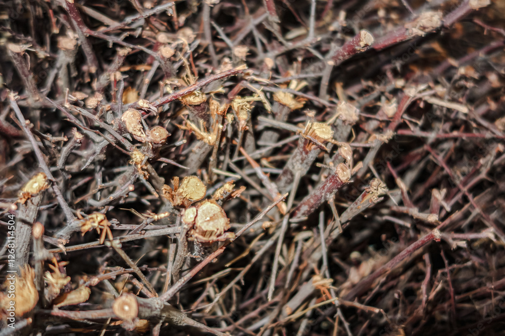 The image is a close-up of a pile of dried twigs and branches. The twigs are dark brown in color and appear to be tangled and tangled together. The branches are thin The image is a close-up of a pile of dried twigs and branches. The twigs are dark brown in color and appear to be tangled and tangled together. The branches are thin