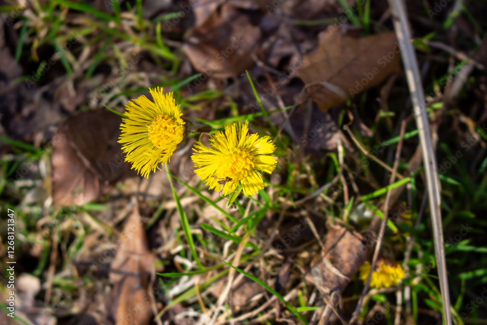 Yellow flower lesser celandine with green leaves Yellow flower lesser celandine with green leaves