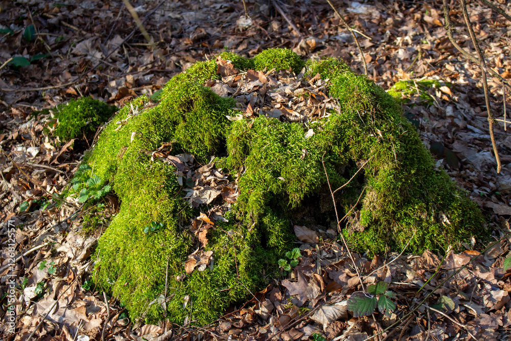 Large tree trunk covered with green moss Large tree trunk covered with green moss