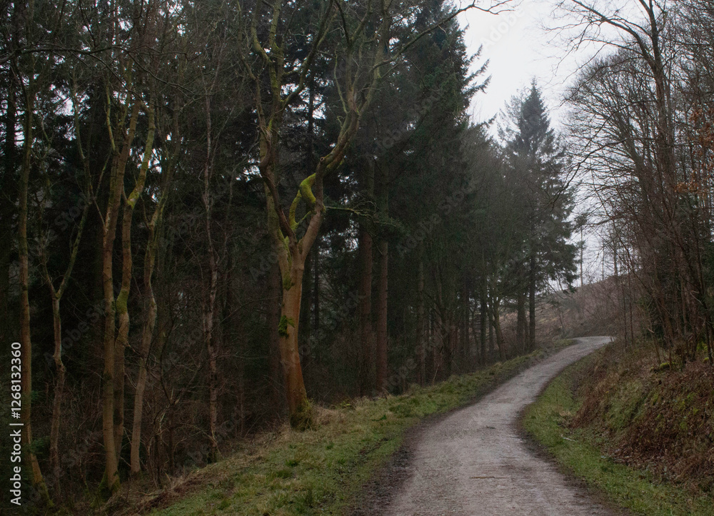 Fototapeta premium Woodland Path Woods