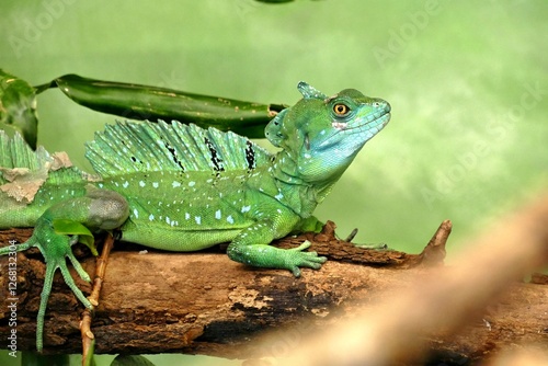 Reptil