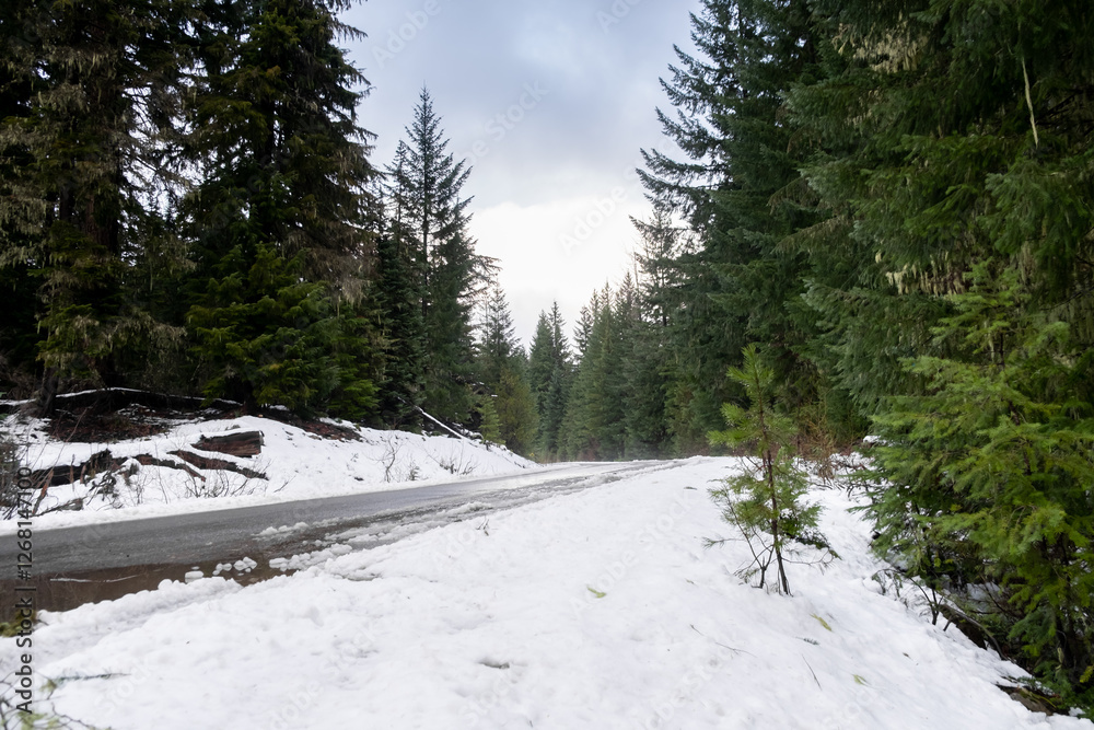 Fototapeta premium Snow in the middle of a forest, accessible only via remote access roads