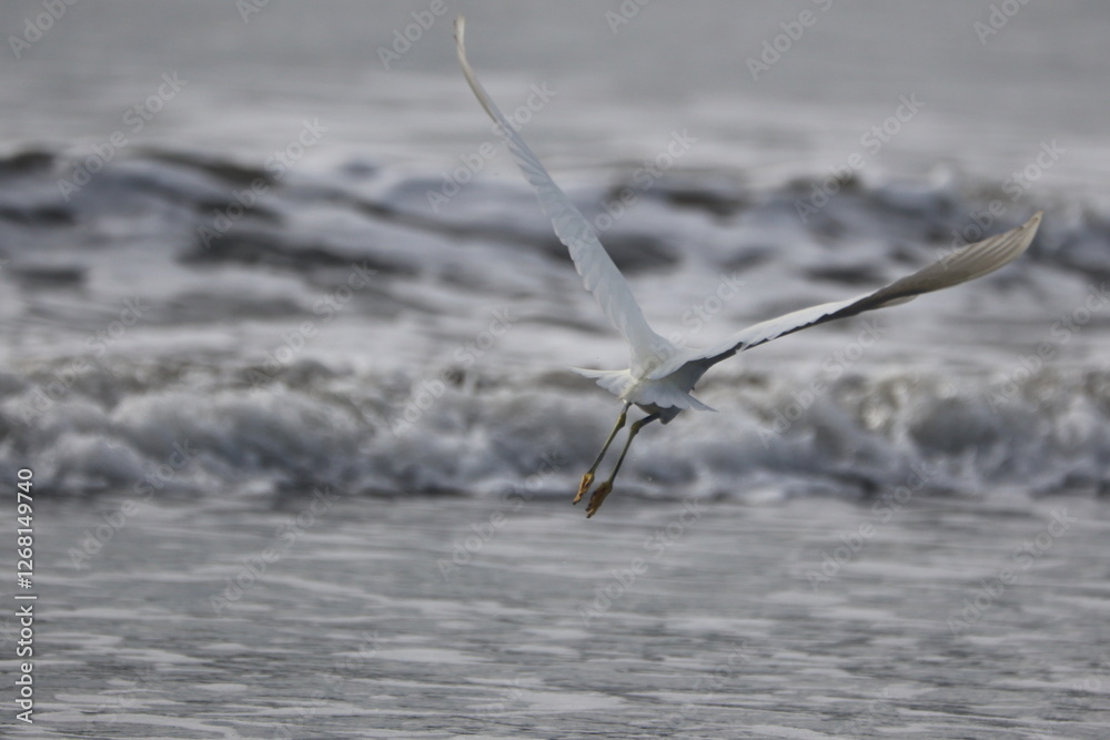 Egret taking flight over the ocean waves Egret taking flight over the ocean waves