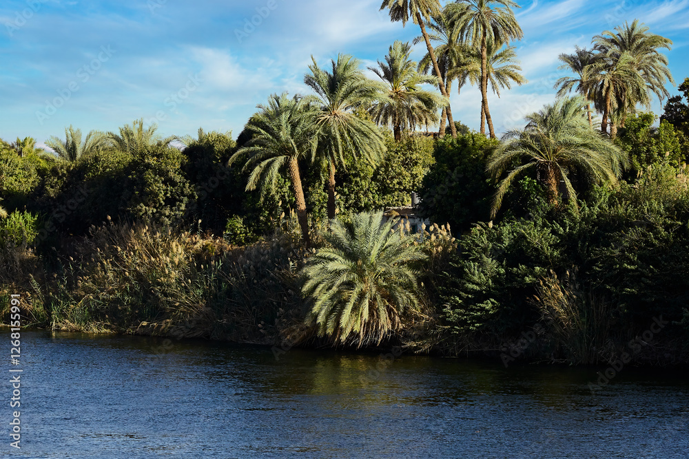 Obraz premium palm trees on the nile river