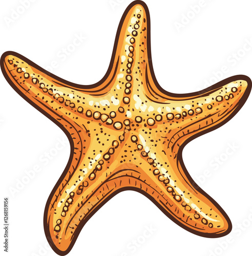 vector illustration of a starfish