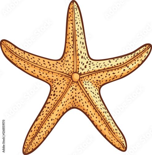 vector illustration of a starfish